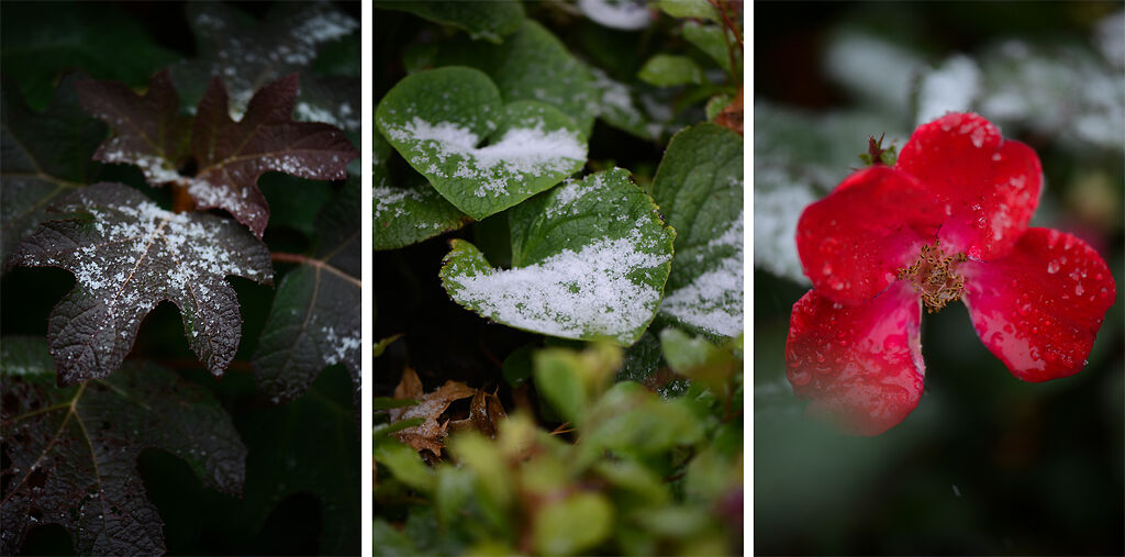 Snowflakes lie a leaves on Monday in Columbia
